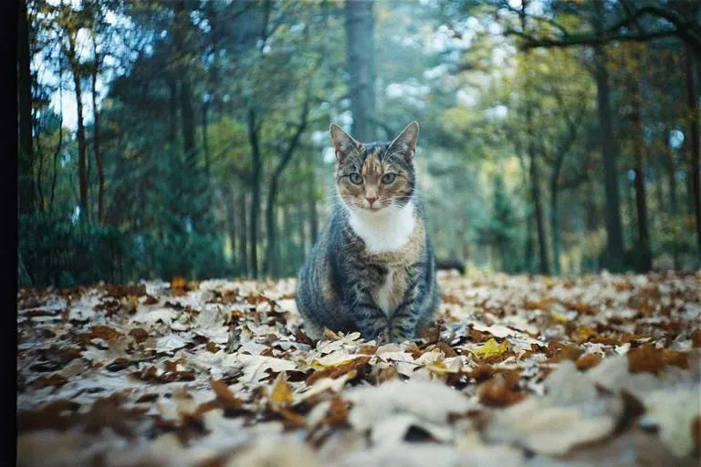 Kodak Portra 400 - 35mm Color Film - Cute Camera Co.
