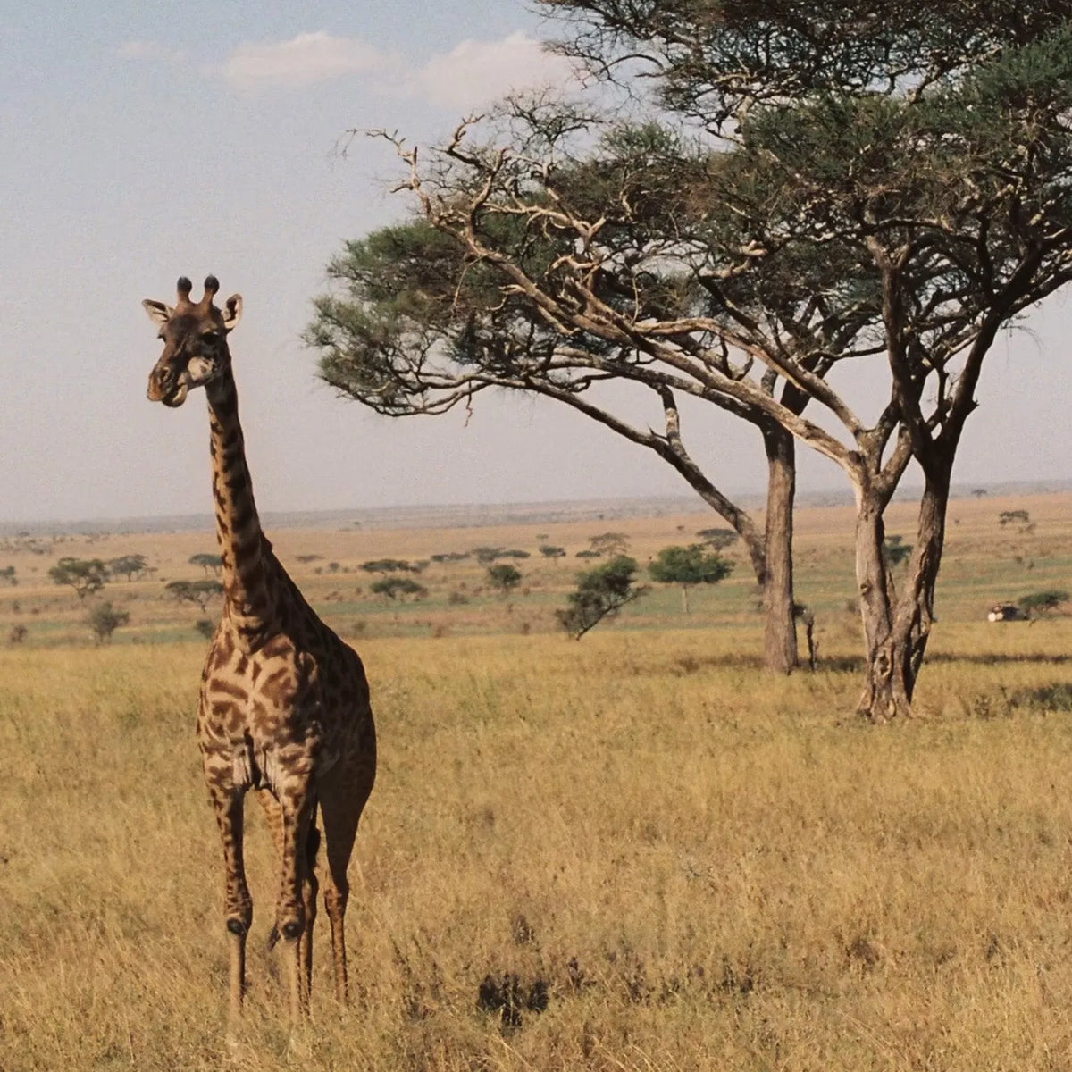 Giraffe standing in a grassy savanna with trees in the background taken with the Canon A-1 | 35mm Film Camera