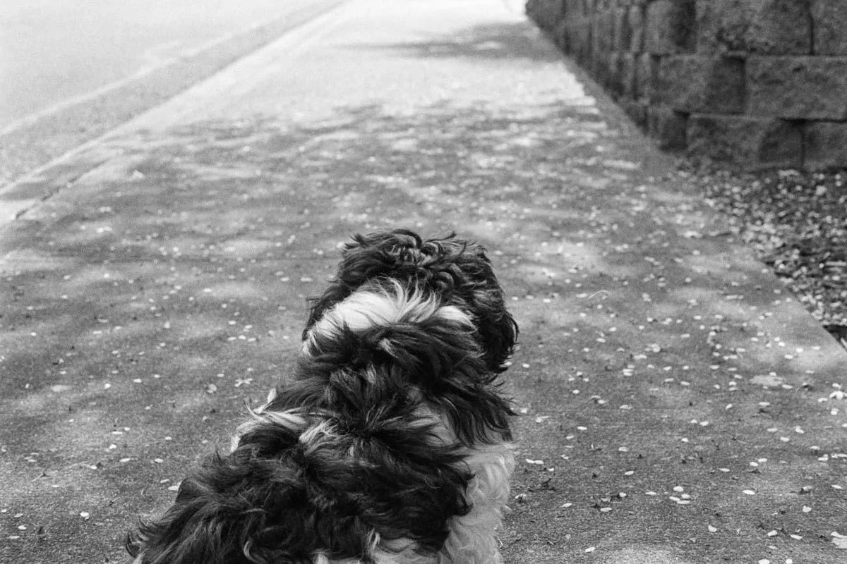 Ilford HP-5 Plus - 35mm Black and White Film - Cute Camera Co.