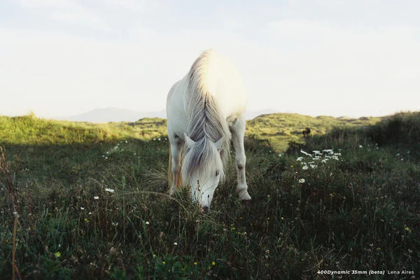 CineStill 400D - 35mm Color Film - Cute Camera Co.